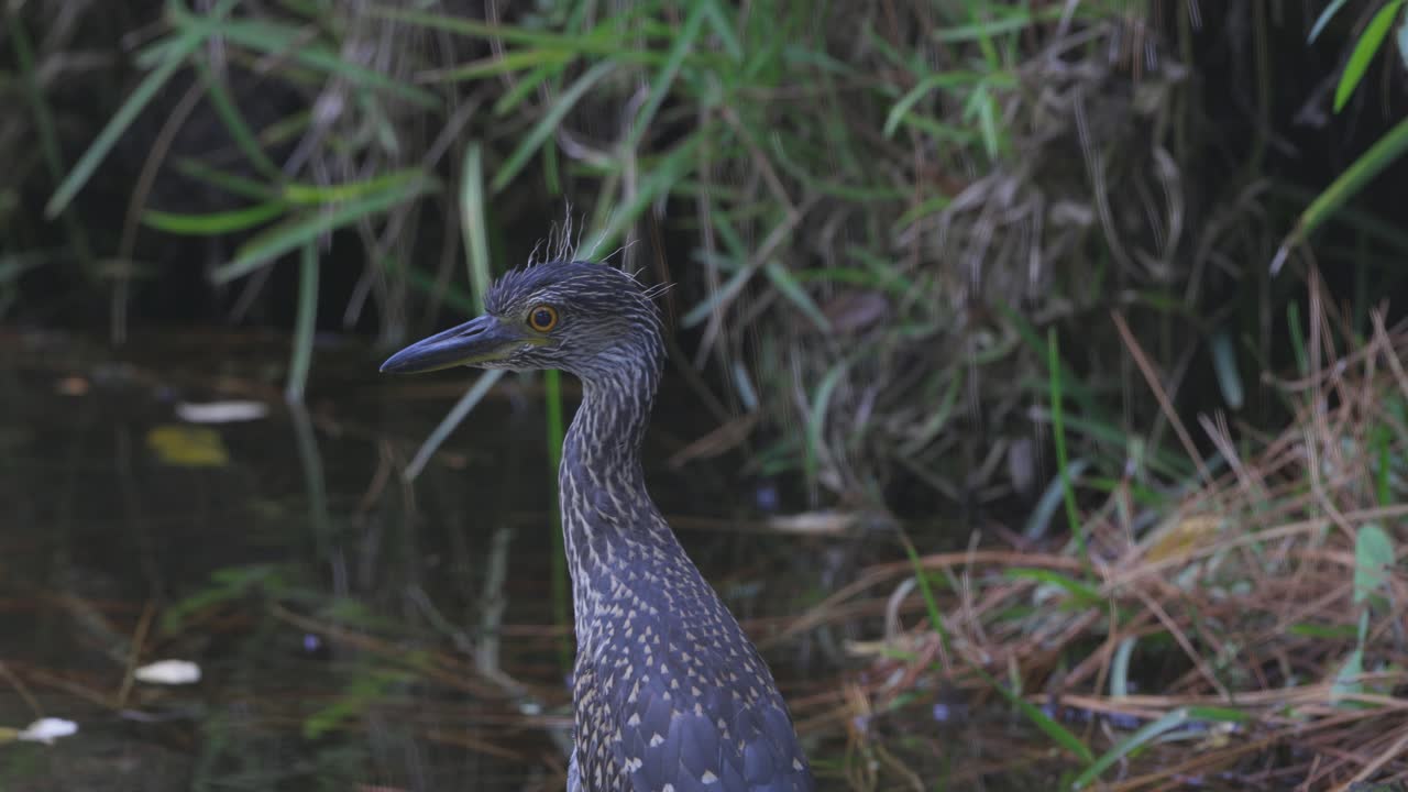 A heron perches on the muddy edge of a still marsh, surrounded by reeds and reflections
