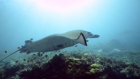 Manta-ray-swimming-over-the-reef-in-Bali