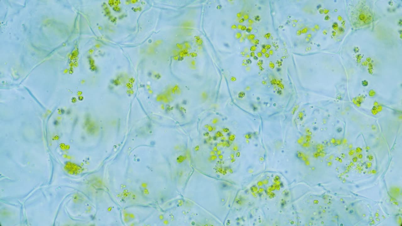 Plant leaf chlorophyll pigment in cells under microscope