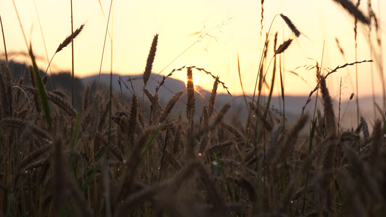 석양이 곡식밭을 통해 빛난다