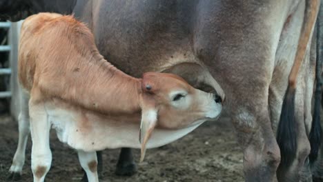 ternero bebiendo leche de su madre