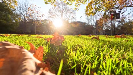 people walking in a sunlit park