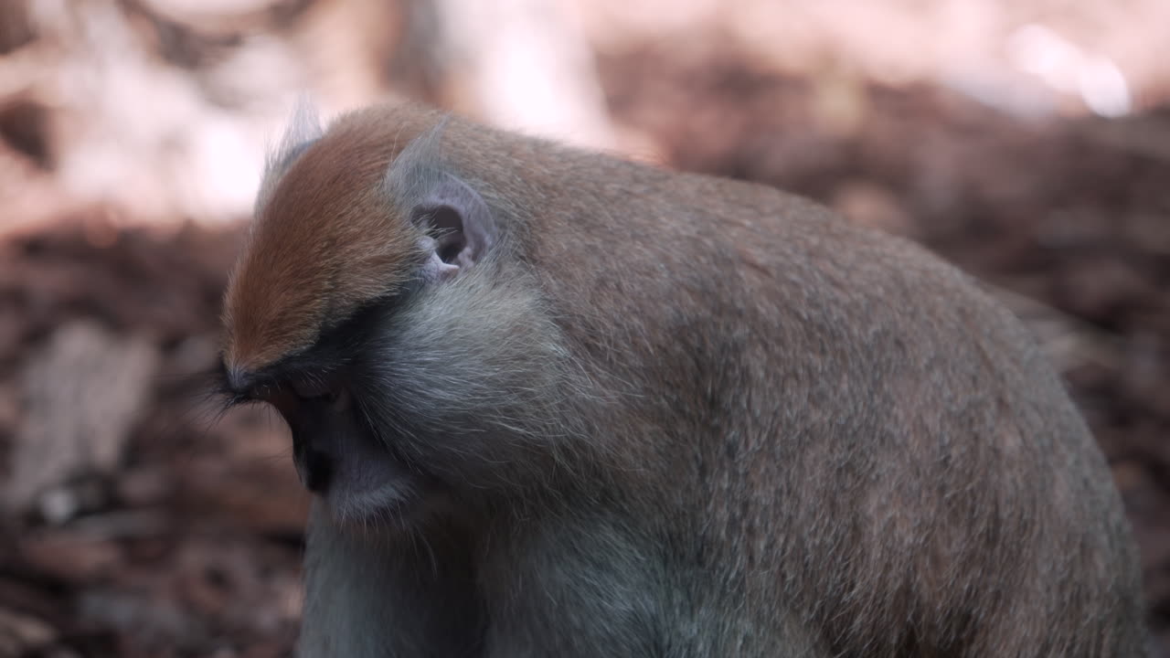 un mono peludo comiendo comida solo en el zoológico - cerrar
