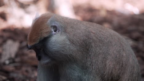 Ein-Pelziger-Affe,-Der-Allein-Im-Zoo-Isst---Nahaufnahme