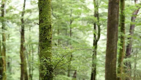 lush green forest with tall trees, captured in soft natural light, conveying tranquility and nature's beauty