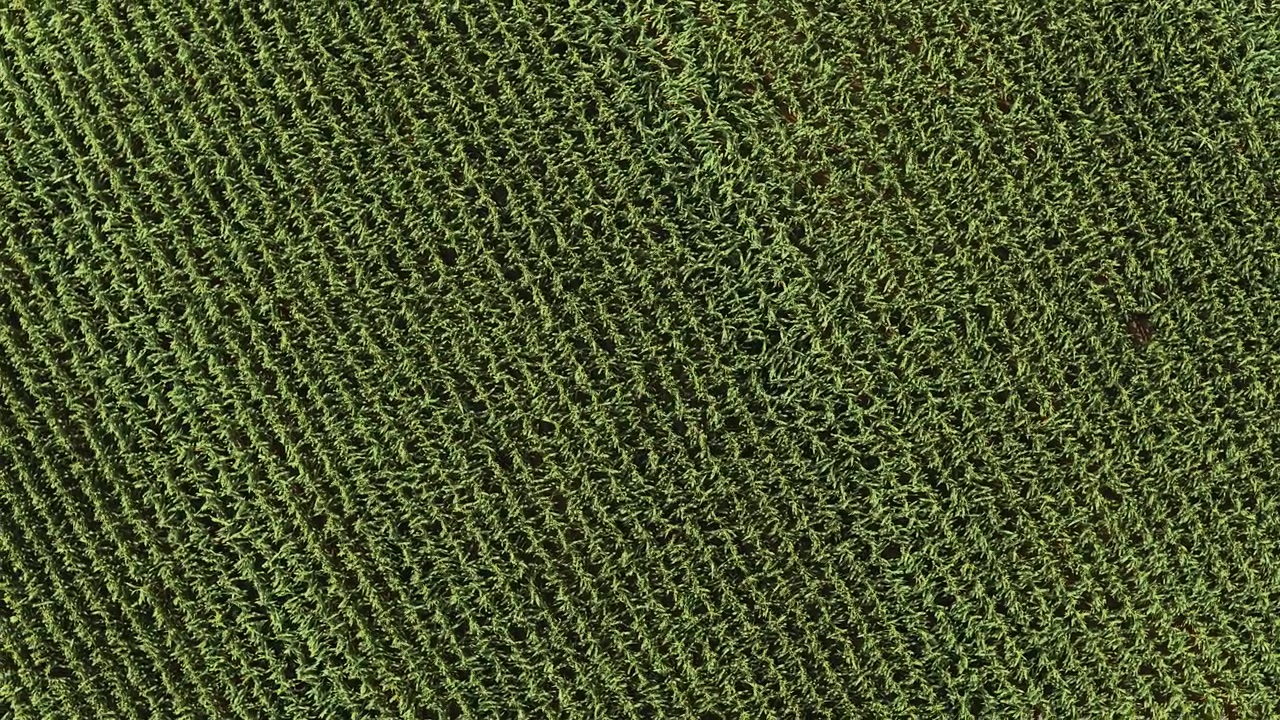 High altitude aerial drone footage flying over a large, green cornfield. The top down perspective reveals the vast expanse of the plantation
