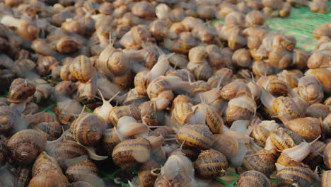 una granja de caracoles 1