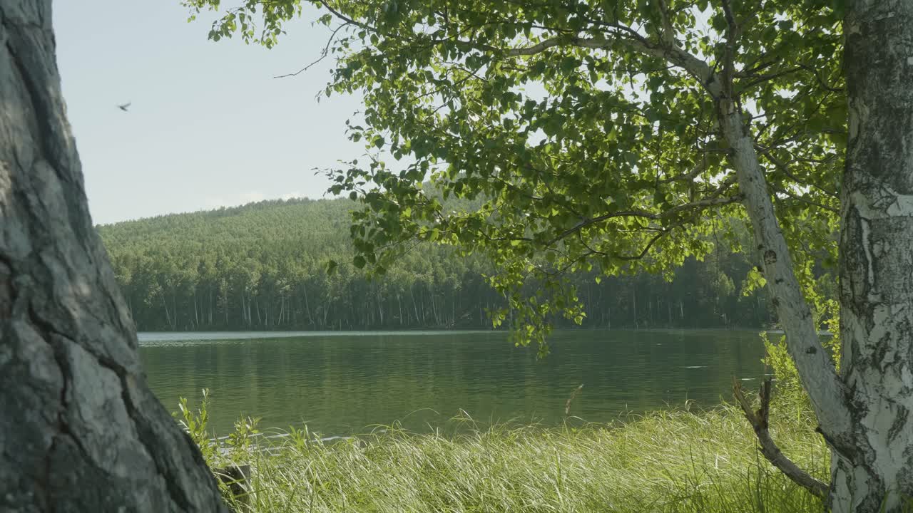 평온한 호수 숲 풍경