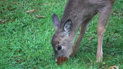 close-up of white-tailed deer grazing on grass