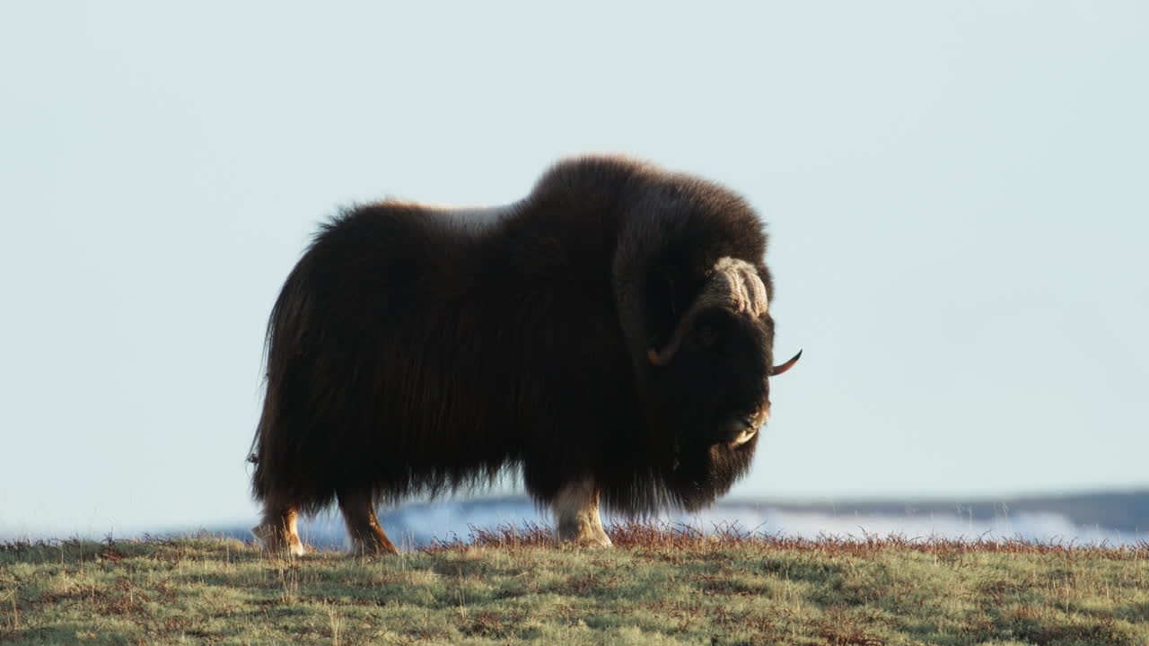 Side of lone musk oxen bull in sunlight looking at camera in Norway; static