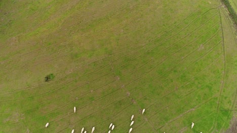 Sheeps-grazing-in-the-field