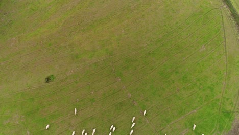 sheeps grazing in the field
