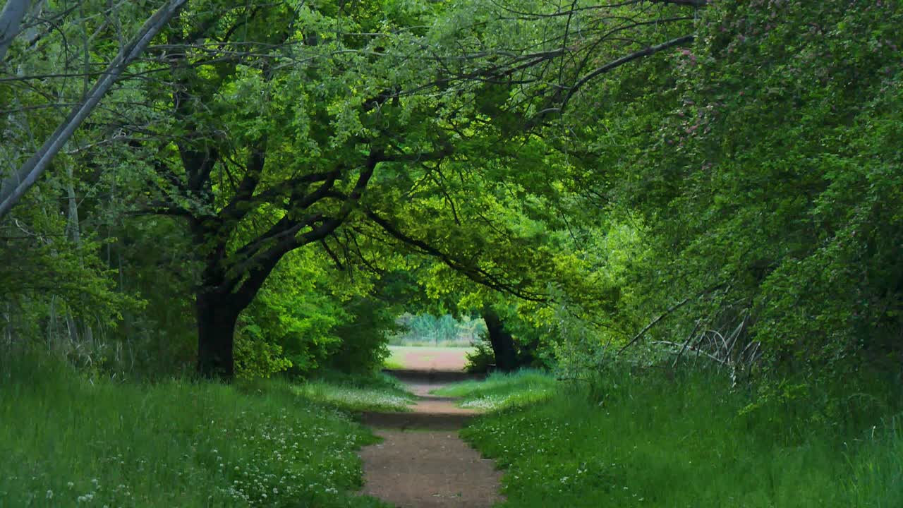 Forest hideaway on a secret path