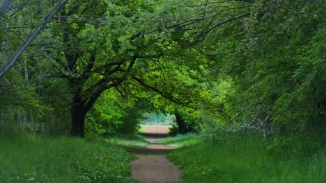 forest hideaway on a secret path