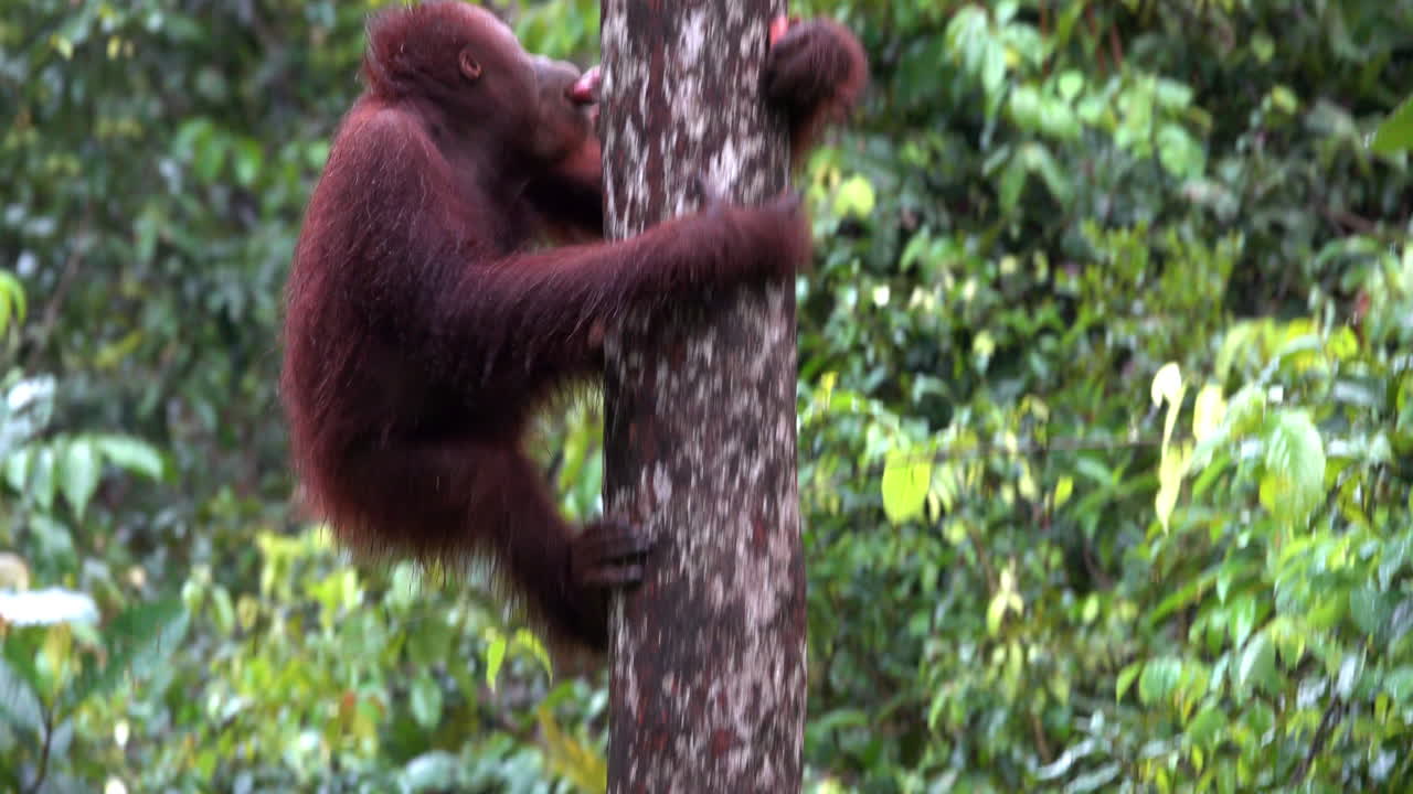 An orangutan climbs a tree with many sweet potatoes stuffed in his mouth