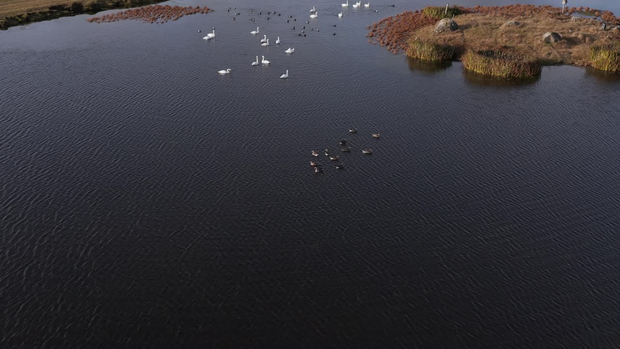 patos y cisnes nadando en un estanque tranquilo en un día soleado