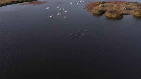 ducks and swans swimming in calm pond on sunny day