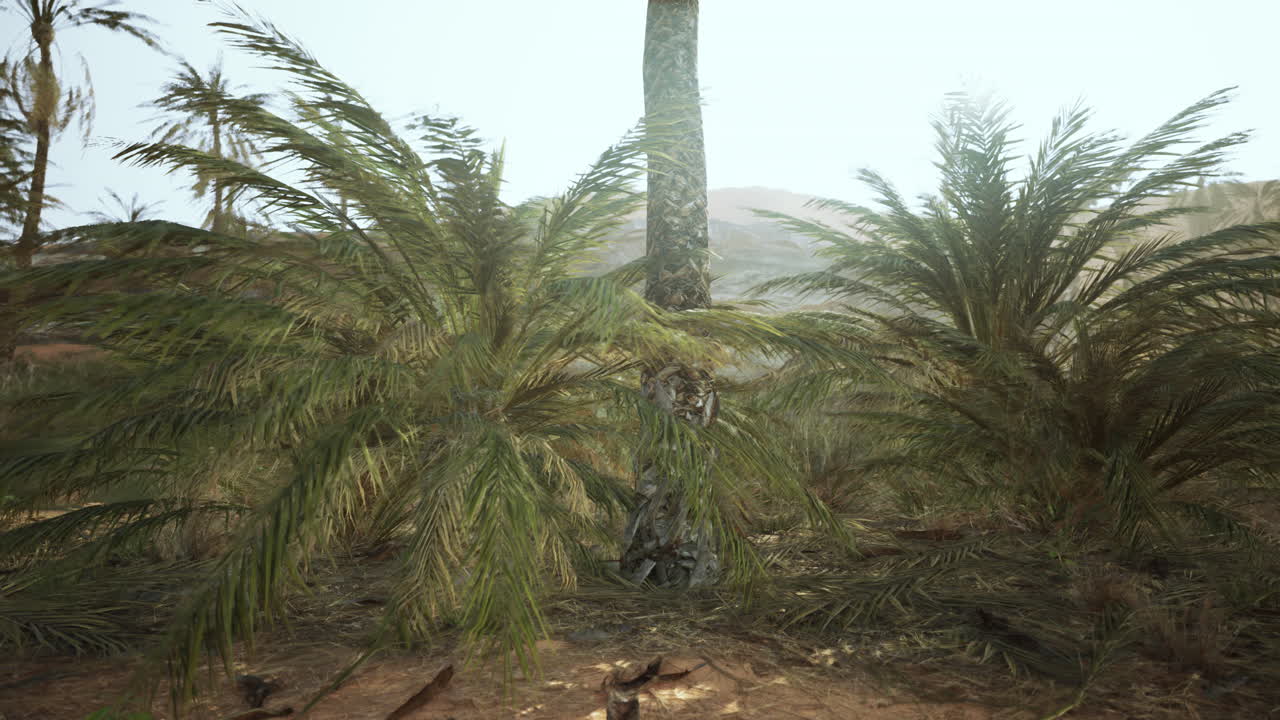 Palm trees in the desert