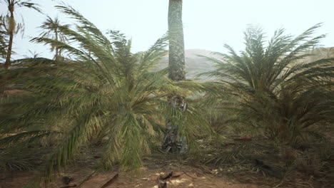 Palm-trees-in-the-desert