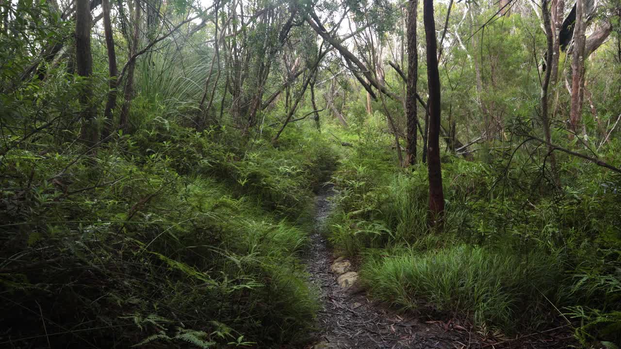 Handheld Footage along the Dave's Creek Circuit walk in Lamington National Park, Gold Coast Hinterland, Australia
