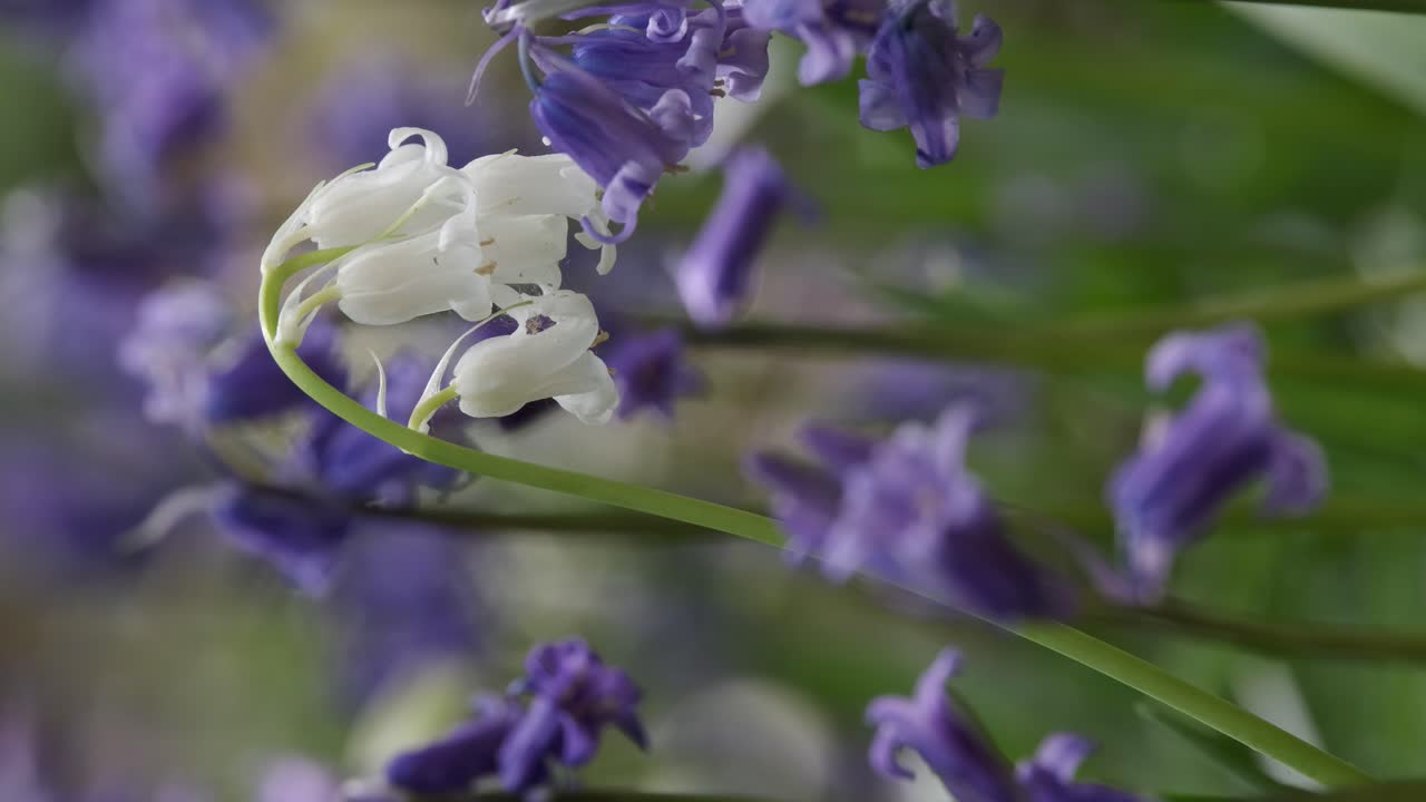 flores silvestres de campanillas blancas en el suelo del bosque en medio de un mar azul, inglaterra, reino unido