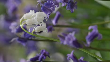 Wild-White-Bluebells-flowers-on-the-forest-floor-amid-a-sea-of-blue,-England,-UK