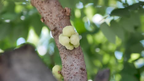 Footage-of-Star-Gooseberry-Tree,-Asian-Sour-Fruit