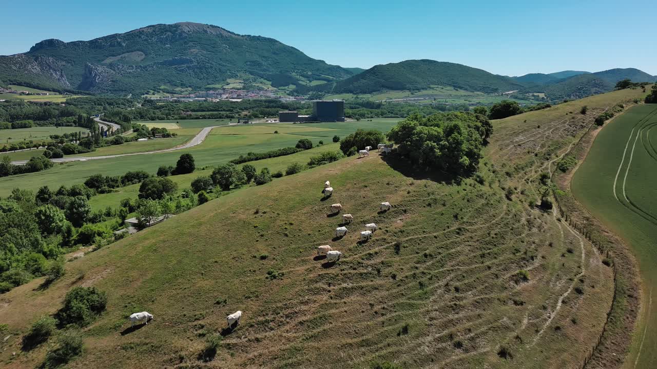ovejas pastando en una ladera verde en el país vasco con montañas en el fondo, vista aérea