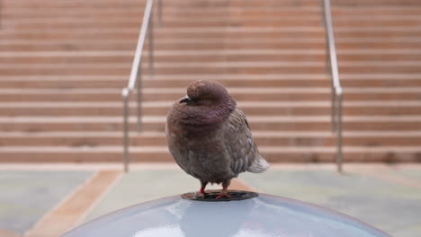 a ruddy reddish common rock pigeon perched on a water fountain in the city