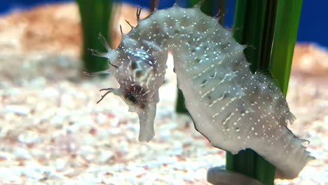 seahorse spiny translucent white sea marine fish long-snouted species up-close