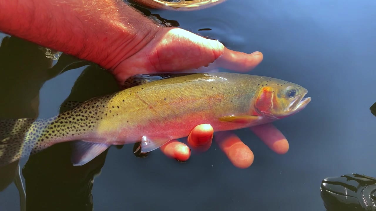 Vild halsbandsöring släpps ut av en flugfiskare efter att ha fångats i Miner Lake, Montana, inom Beaverhead-Deerlodge National Forest