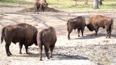 Zwei-Große-Büffel,-Die-Sich-Draußen-Den-Kopf-Stoßen,-Während-Drei-Andere-Bisons-Sie-Beobachten