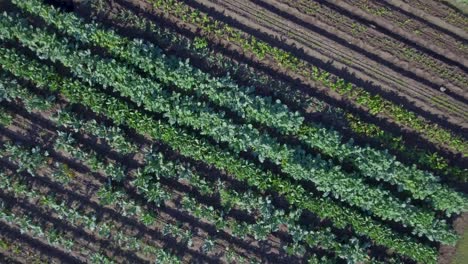 antena: vista de pájaro de la vegetación plantada en una granja en funcionamiento en austin, texas