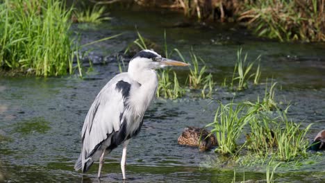 Garza-Gris-De-Pie-En-El-Agua-Con-Un-Par-De-Patos-Comiendo-En-Segundo-Plano.