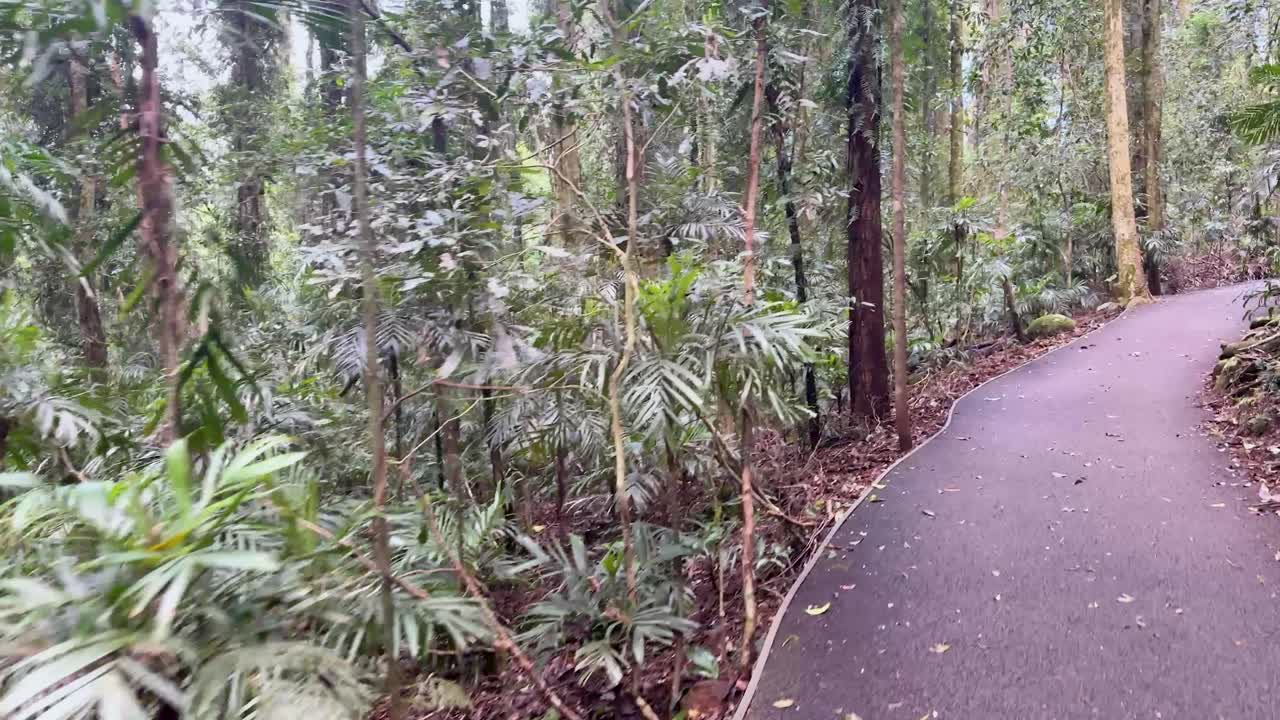 Camera smoothly follows a winding paved path through lush Australian rainforest under soft daylight