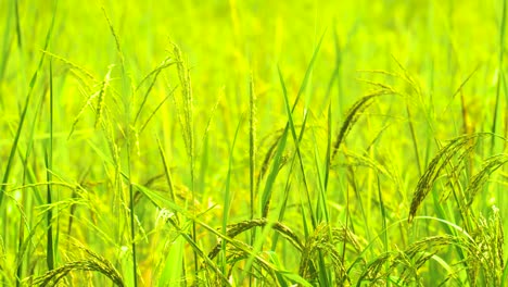 Nahaufnahme-Einer-Frischen-Rohreispflanze-Auf-Einem-Asiatischen-Feld