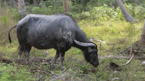 a big asian water buffalo with large horns eating green grass in a forest twitching its ears and tail