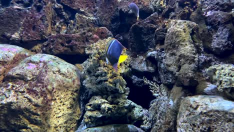 colorful fish swimming around rock habitat with glistening light from above