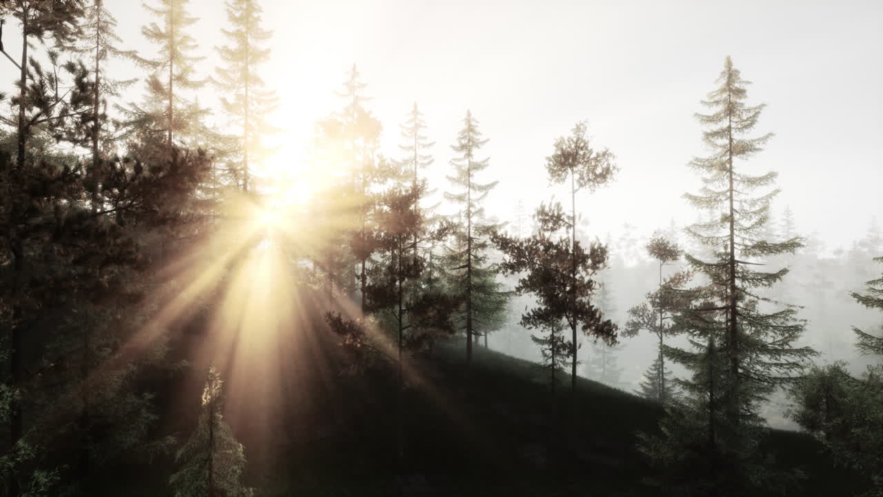 восход солнца через туман в лесу