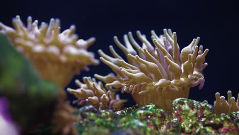 anemones are waving underwater in the saltwater aquarium