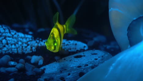 un pez globo de barba de tigre fluorescente