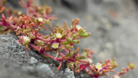 mesembryanthemum crystallinum ice plant growing from rock in tenerife, close up