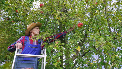 farmer picking up ripe red apple. organic fresh natural apple garden harvest.
