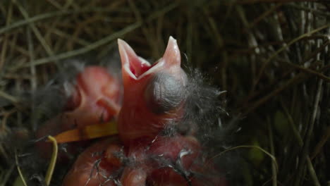 close-up, inimate view of a hungry newborn northern cardinal hatchling in the nest waiting for food