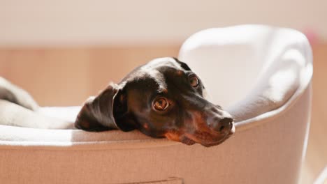 a black and tan dachshund lies calmly in his bed, looking around without tail movement, enjoying the peaceful indoor environment.