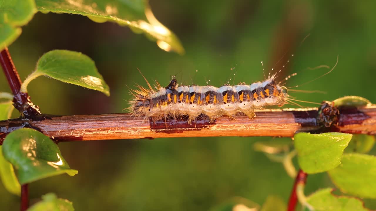 Yellow tail moth (Euproctis similis) caterpillar, goldtail or swan moth (Sphrageidus similis) is a caterpillar of the family Erebidae. Caterpillar crawls along a tree branch on a green background.