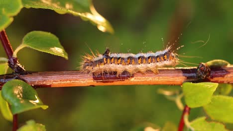 yellow tail moth (euproctis similis) caterpillar, goldtail or swan moth (sphrageidus similis) is a caterpillar of the family erebidae. caterpillar crawls along a tree branch on a green background.