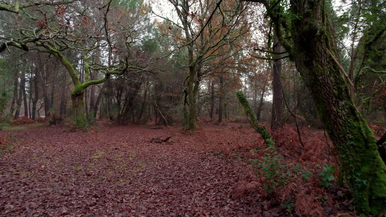 Boschi incantati in una giornata cupa, con il terreno coperto di foglie autunnali, ripresa con carrello in avanti.