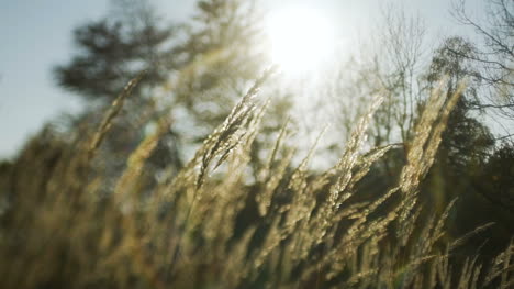 Sonnenuntergang-Durch-Das-Schilf-Silberfedergras-Im-Wind-Wiegend