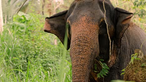 close-up footage of a single asian elephant feeding in the dense jungle of sri lanka.